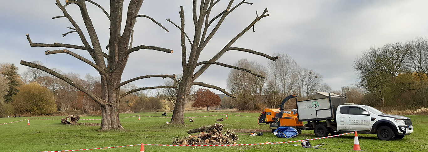 Photo of Tree surgeons Reading Tree surgeons Reading